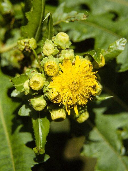 File:Sonchus congestus 98C31.jpg