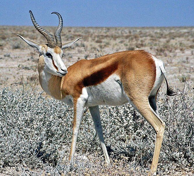 File:Springbok Namibia.jpg