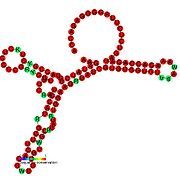 TLS-PK4: Secondary structure taken from the Rfam database. Family RF01085. Derived from Pseudobase PKB00135