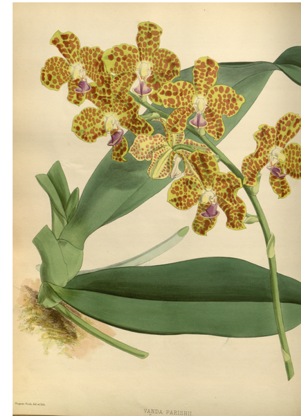 File:The Orchid Album-01-0047-0015.png