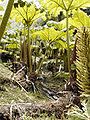 Gunnera jungle