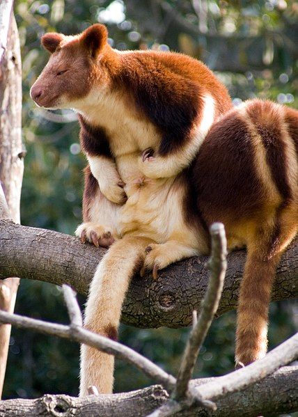 File:Tree kangaroo2.jpg