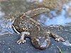 A Pyrenean brook salamander