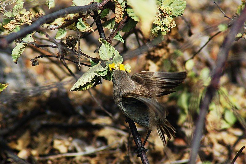 File:Vampire finch (4229090408).jpg