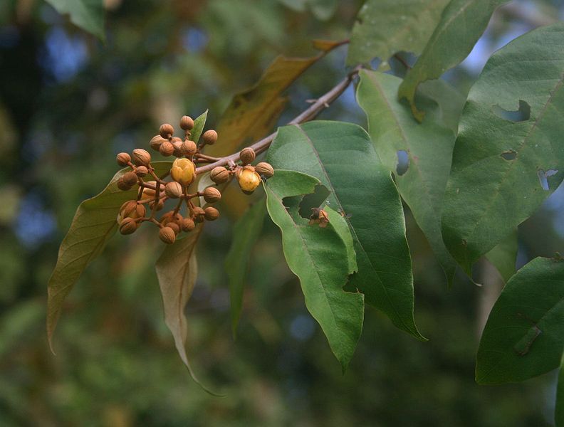 File:Vismia baccifera 2.jpg