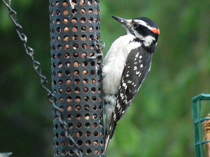 File:Young Hairy Woodpecker.jpg