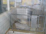 Seal pup in a quarantine unit in 2005