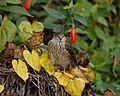 Juvenile sharp-shinned hawk