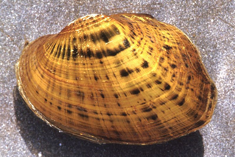 File:Actinonaias pectorosa.jpg