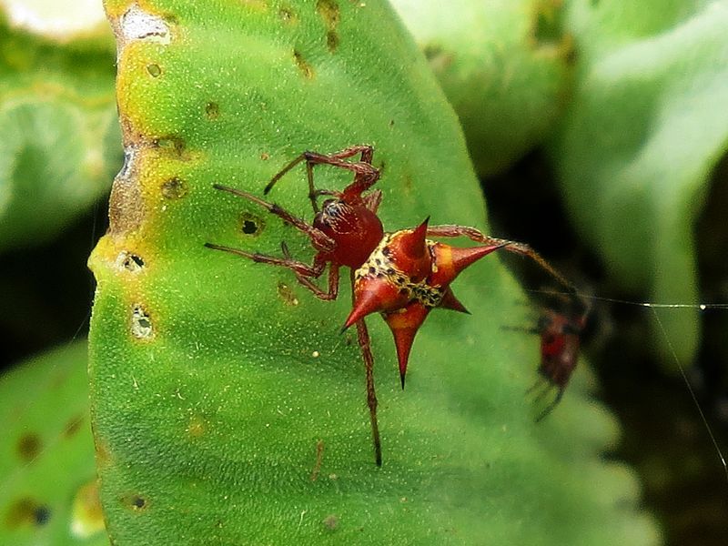 File:Actinosoma pentacanthum.JPG