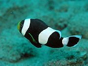 A. polymnus (saddleback anemonefish)