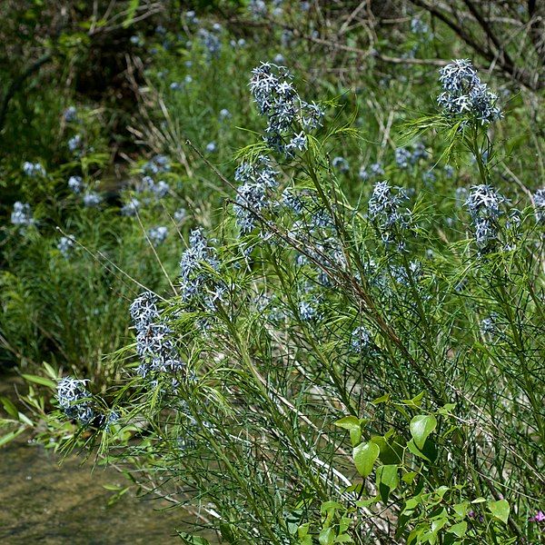 File:Amsonia hubrichtii.jpg