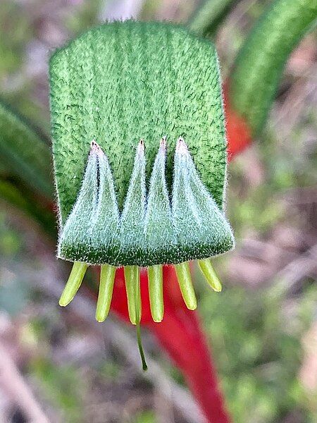 File:Anigozanthos manglesii 332108710.jpg