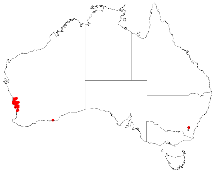 File:Anigozanthos pulcherrimus DistMap19.png