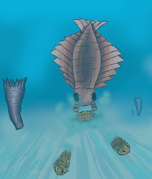 File:Anomalocaris.jpg