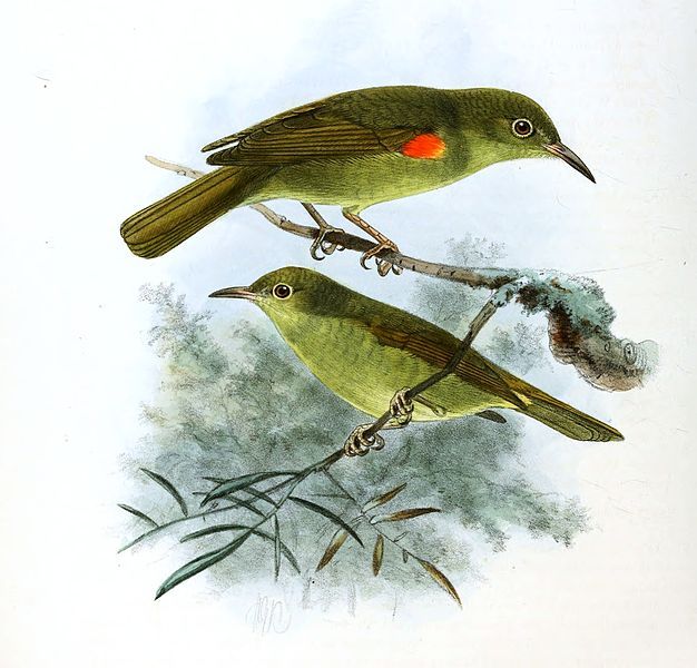 File:Anthreptes fraseri Keulemans.jpg