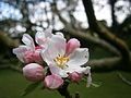 Malus domestica blossom