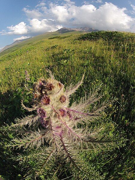 File:Arctium nidulans.jpg