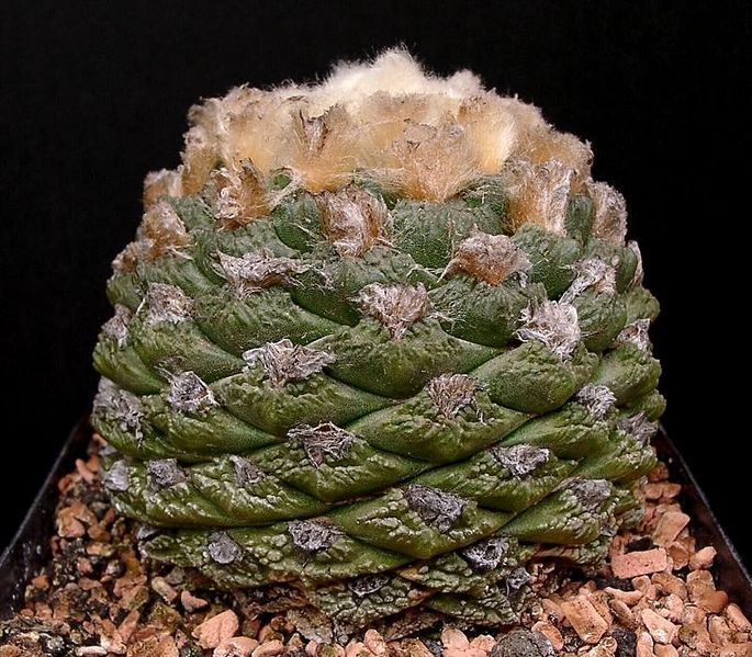 File:Ariocarpus fissuratus1 ies.jpg