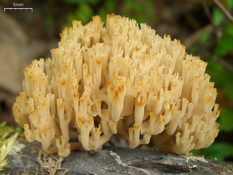 File:Artomyces pyxidatus 50687.jpg