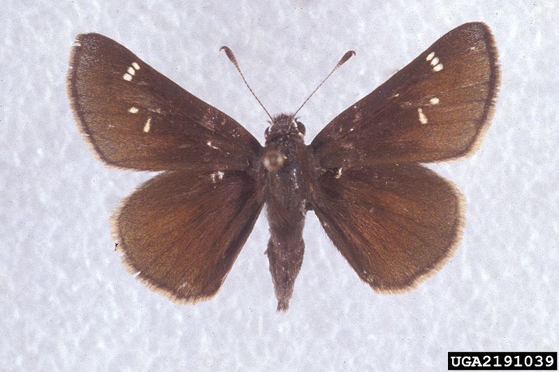 File:Atrytonopsis hianna 2191039.jpg