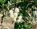 Baccharis salicifolia