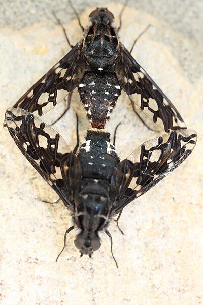 File:Bombyliidae mating.JPG