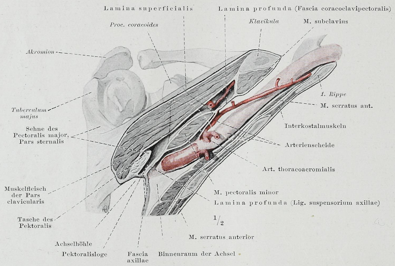 File:Braus 1921 136.png