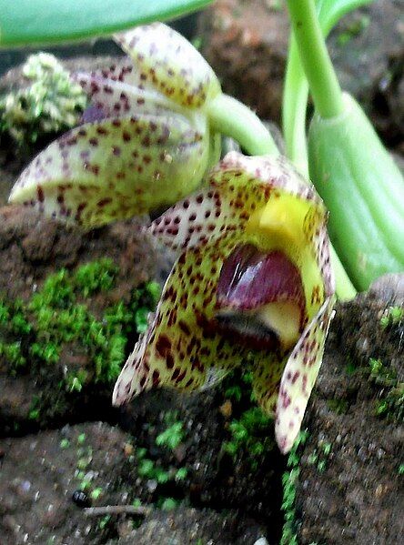 File:Bulbophyllum leopardinum-1-bsi-yercaud-salem-India (cropped).JPG