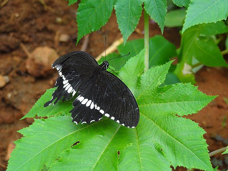 File:Butterfly@Bannergatta.JPG