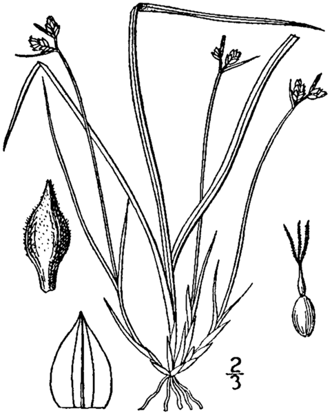 File:Carex deflexa BB-1913.png