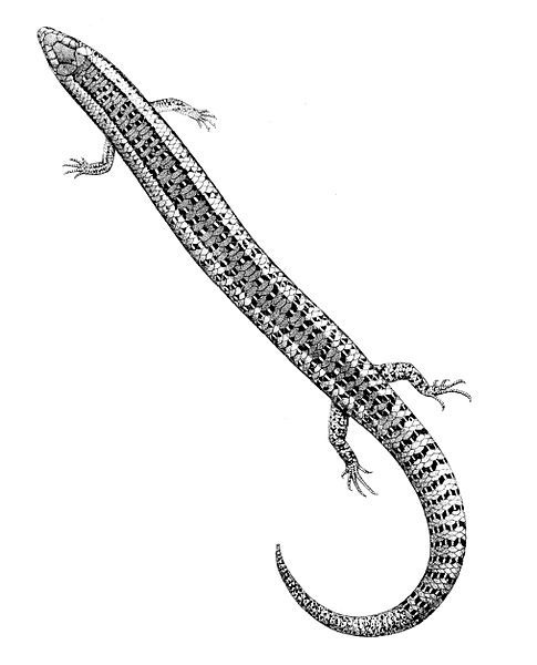 File:Chalcides bottegi 1897.jpg