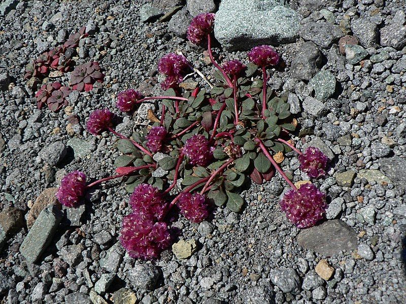 File:Cistanthe umbellata 22872.JPG