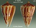 Conus virgatus Reeve, L.A., 1849