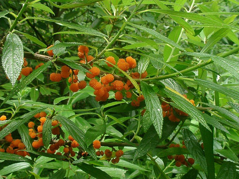 File:Debregeasia edulis fruit01.jpg