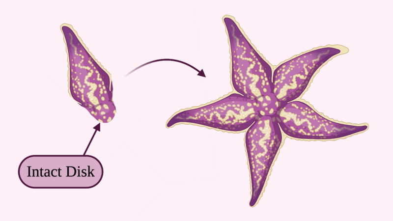 File:Disk-Dependent Bidirectional Regeneration.png