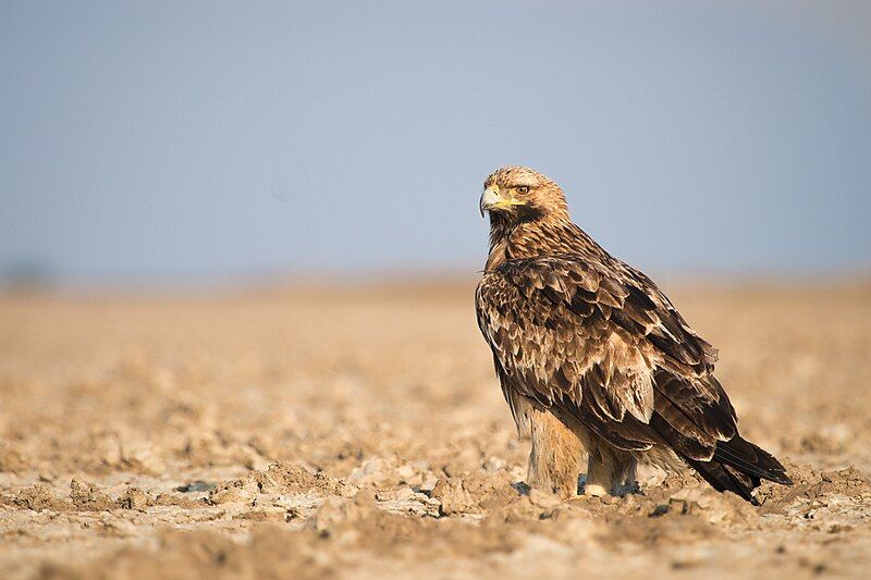 File:Eastern Imperial Eagle.jpg