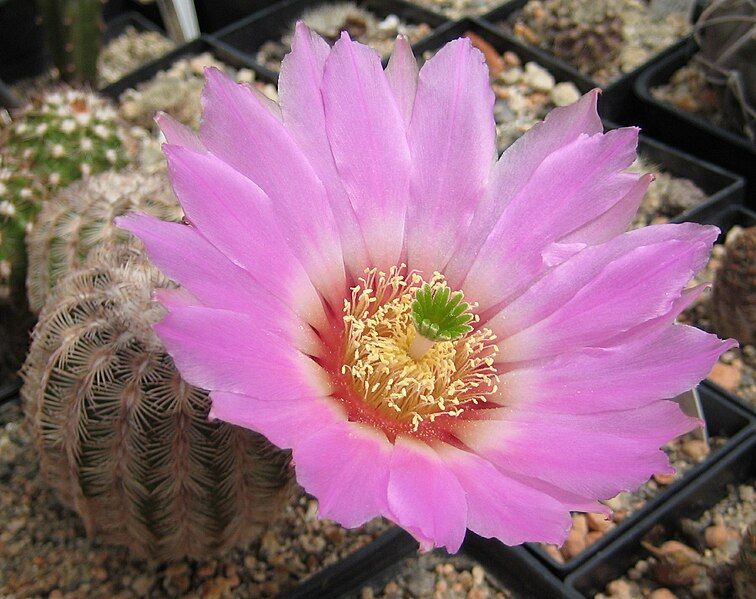 File:Echinocereus reichenbachii.jpg