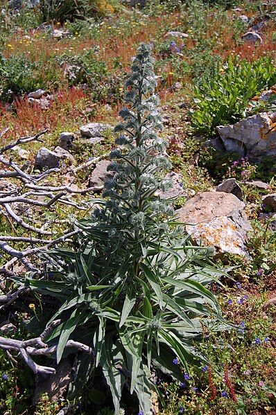 File:Echium italicum 0008.JPG