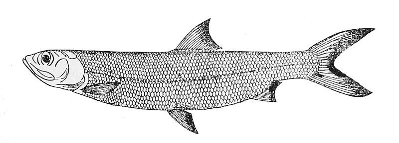 File:Elops lacerta.jpg