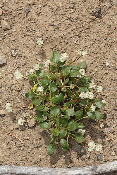 File:Eriogonum pyrolifolium 7739.JPG