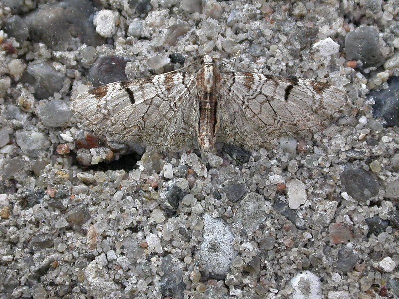 File:Eupithecia insigniata.jpg