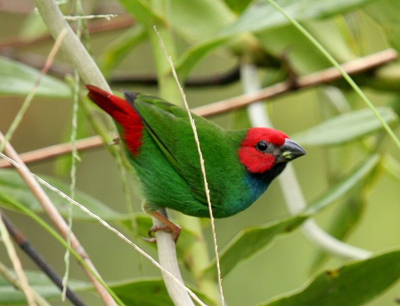 File:Fijiparrotfinch savusavu jun08.JPG