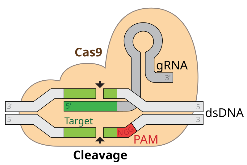 File:GRNA-Cas9.svg