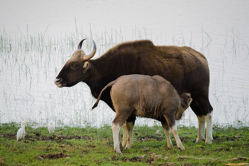 File:Gaur Indian Bison.jpg