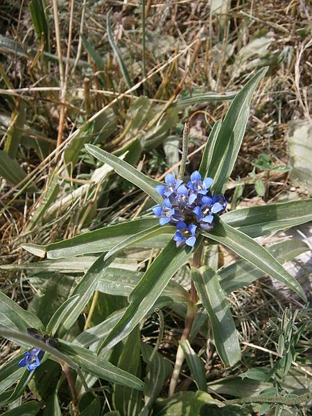 File:Gentiana cruciata 03.JPG