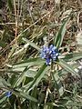 Gentiana cruciata