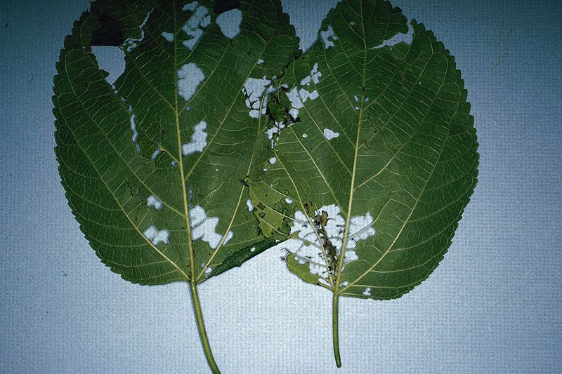 File:Glyphodes sibillalis damage1.jpg