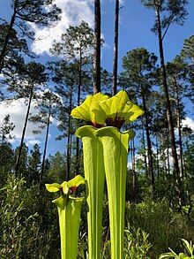 Photograph of a cluster of three chartreuse green, tall, columnar flower blossoms with pine trees and blue sky in the background