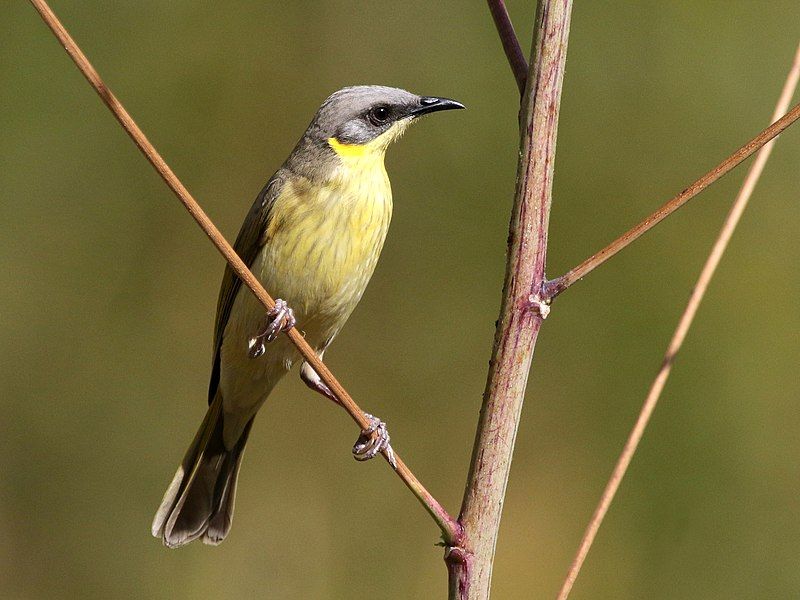 File:Grey-headed Honeyeater 2506.jpg